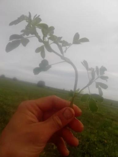 "Балерина" по росе, продолжение