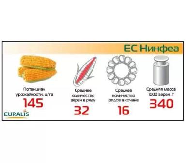 ЕС Нинфеа - гибрид кукурузы ( Zea mays L.).