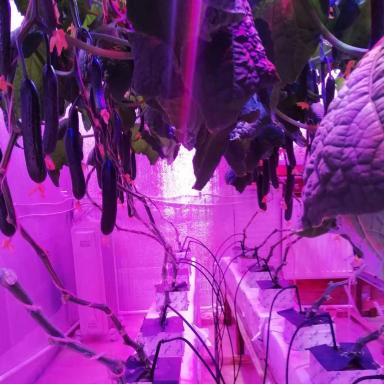 Огурец На Искуственном Освещении