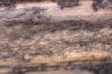 Офиоболезная корневая гниль