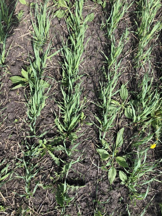 Агромониторинг