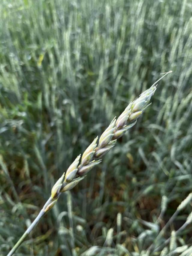Пятна на колосе. 