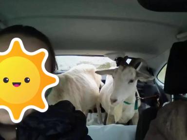 Изъятие скота: защита от эпидемий или удар по хозяйству?