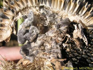 Склеротиниоз (белая гниль) подсолнечника