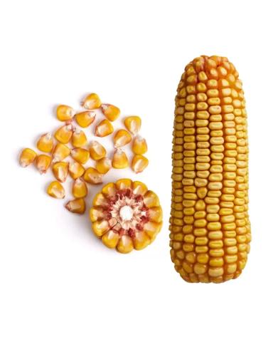 Золотой початок 131 МВ