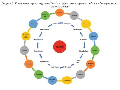 Борьба с болезнями томата с помощью Bacillus spp. Часть 1