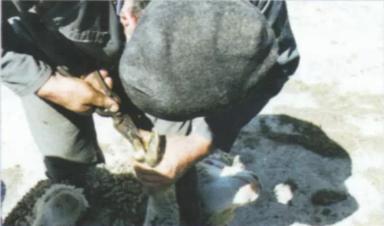 Дюдэ – Овцеводство. Гл. 18. Здоровье стада. Часть 1