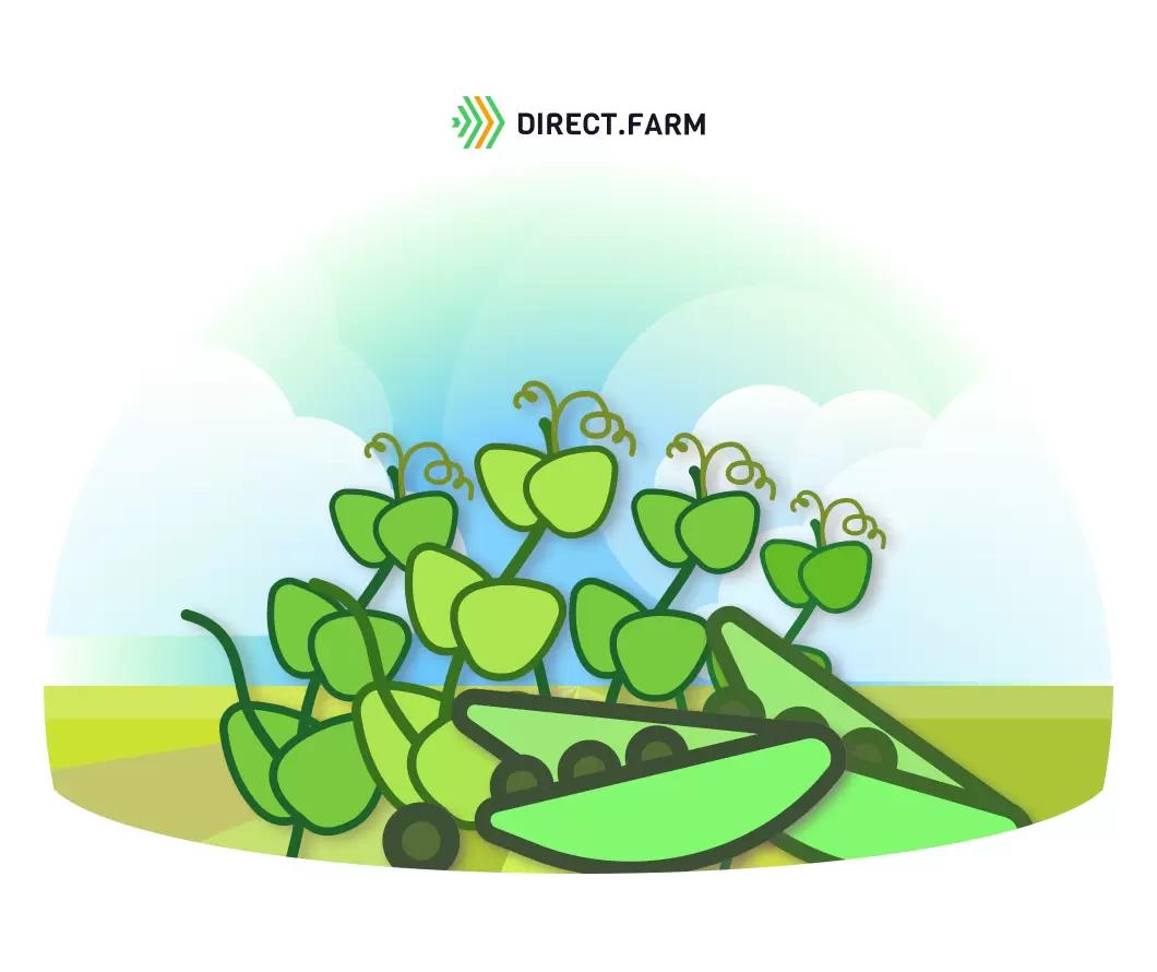 Что будет, если снизить весовую норму высева гороха?