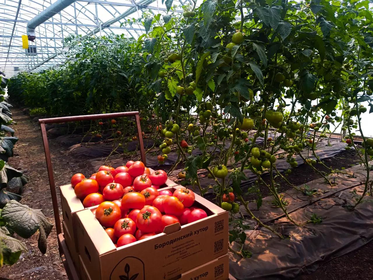 Начинаем сезон помидоров