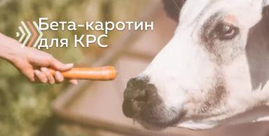 Обеспечение молочных коров бета-каротином