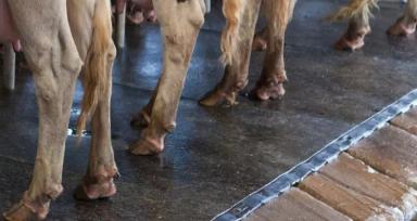 Потерял 10% удоев? Виноваты не коровы, а устаревшая система обработки копыт.