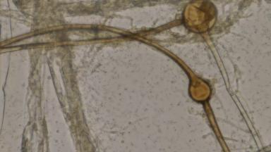 Питиозная корневая гниль