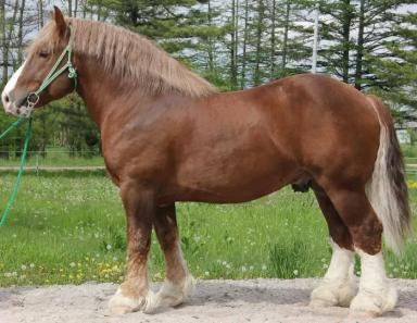 Бретонская порода лошадей