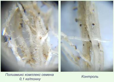 Проверка эффективности препарата "Полиамикс Семена" на озимой пшенице