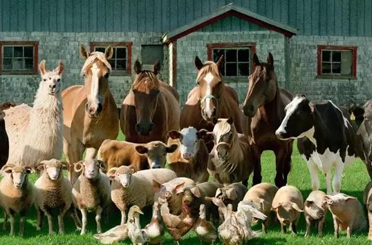 Подискутируем об этике и правах животных в сельском хозяйстве?