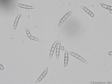 Фузариоз подсолнечника