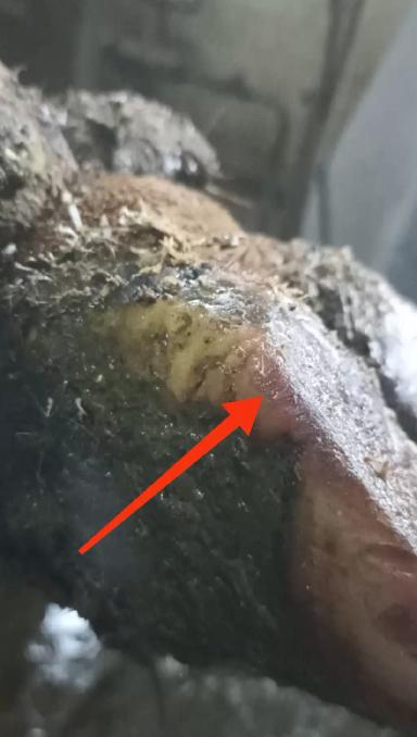 Основные ошибки при расчистке копытец КРС