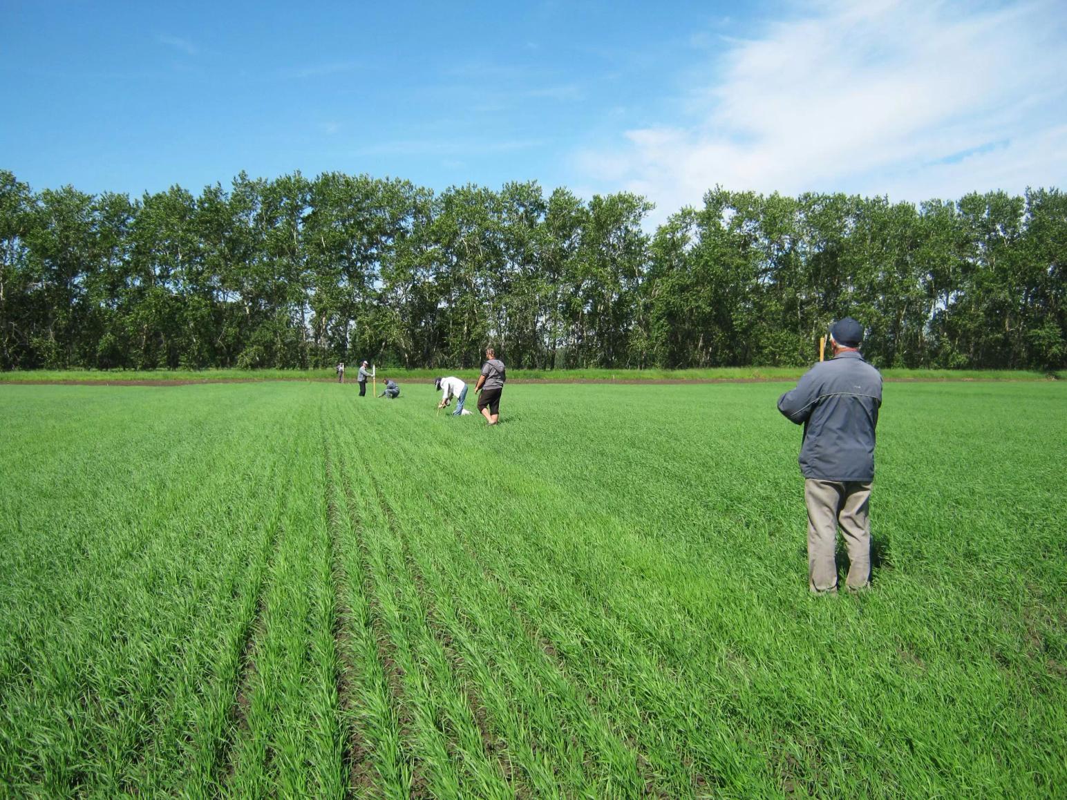 Последействие 4-х-польных севооборотов.