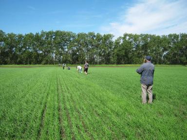 Последействие 4-х-польных севооборотов.