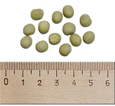 Мадрас (MADRAS) сорт гороха посевного