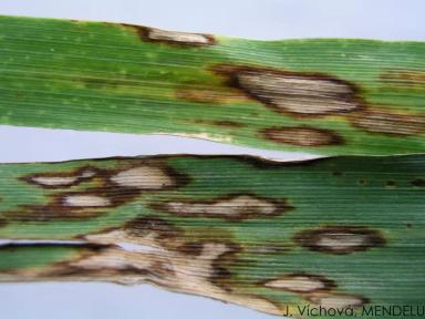 Ринхоспориоз (окаймленная пятнистость)