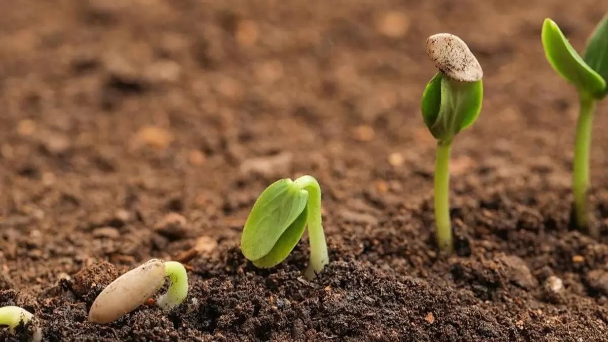 Минсельхоз РФ открыл «горячую линию» по вопросам наличия семян