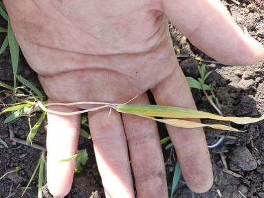 Что с ячменем ?