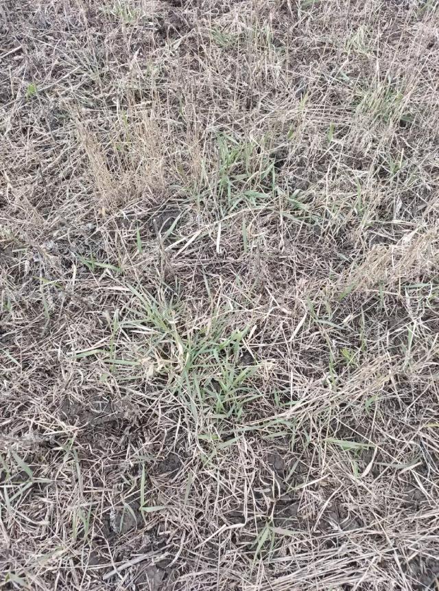 Борьба с пыреем