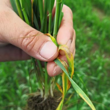 Как применять фунгициды весной?