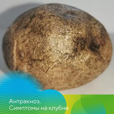 Антракноз – новый вызов для картофелеводов в сезоне-2026!