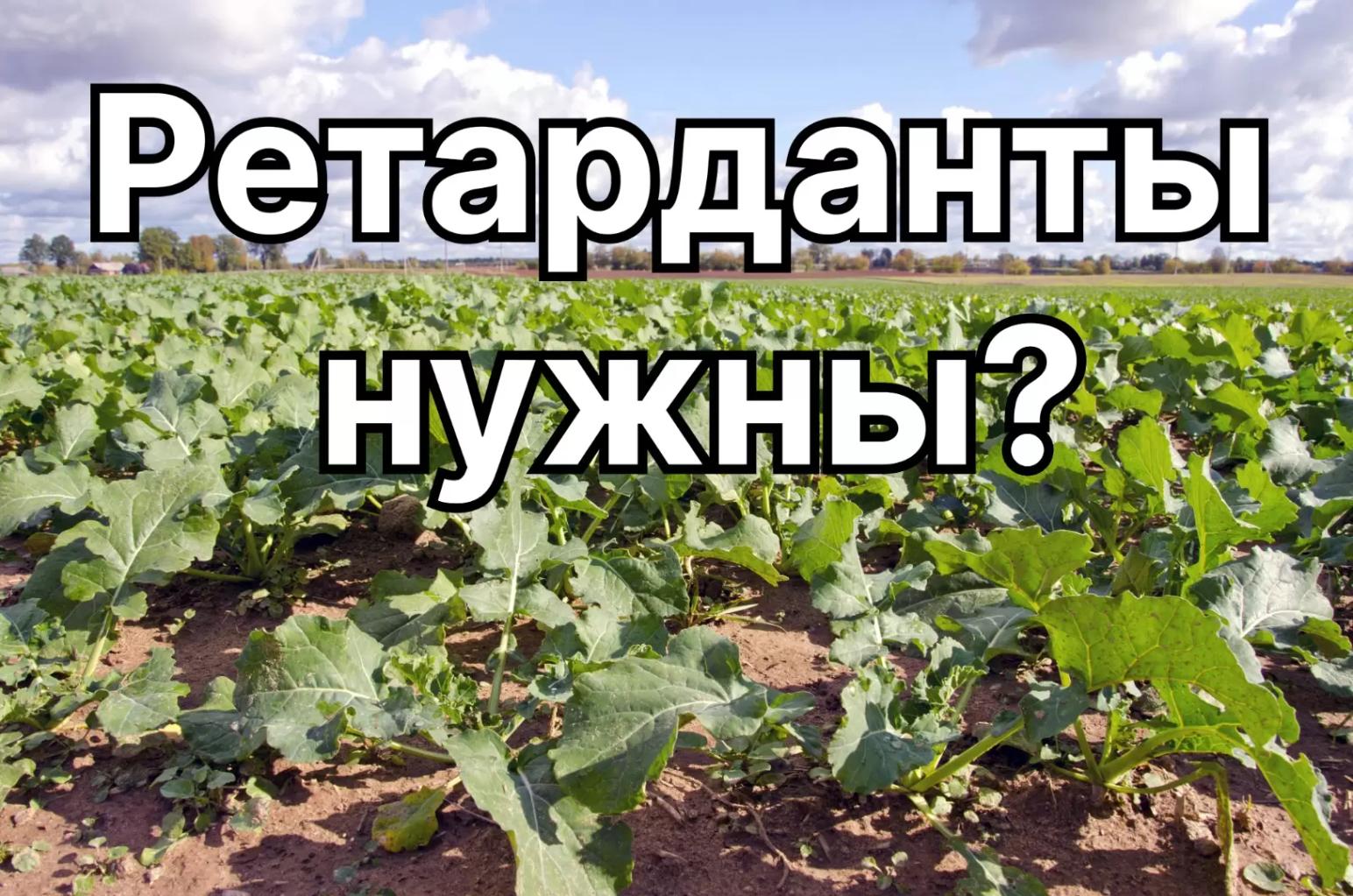 Озимый рапс: ретарданты нужны осенью?