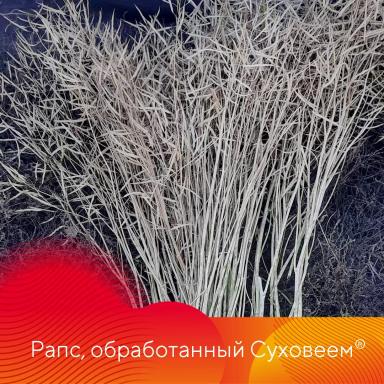 Особенности десикации культур