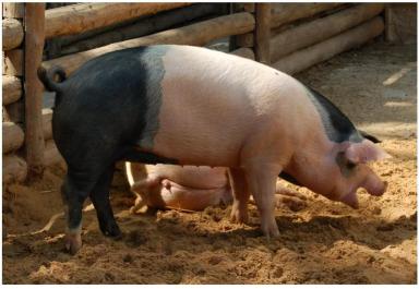 Пржезлетицкая черно-пегая порода свиней