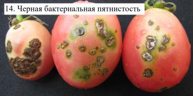 Борьба с болезнями томата с помощью Bacillus spp. Часть 3