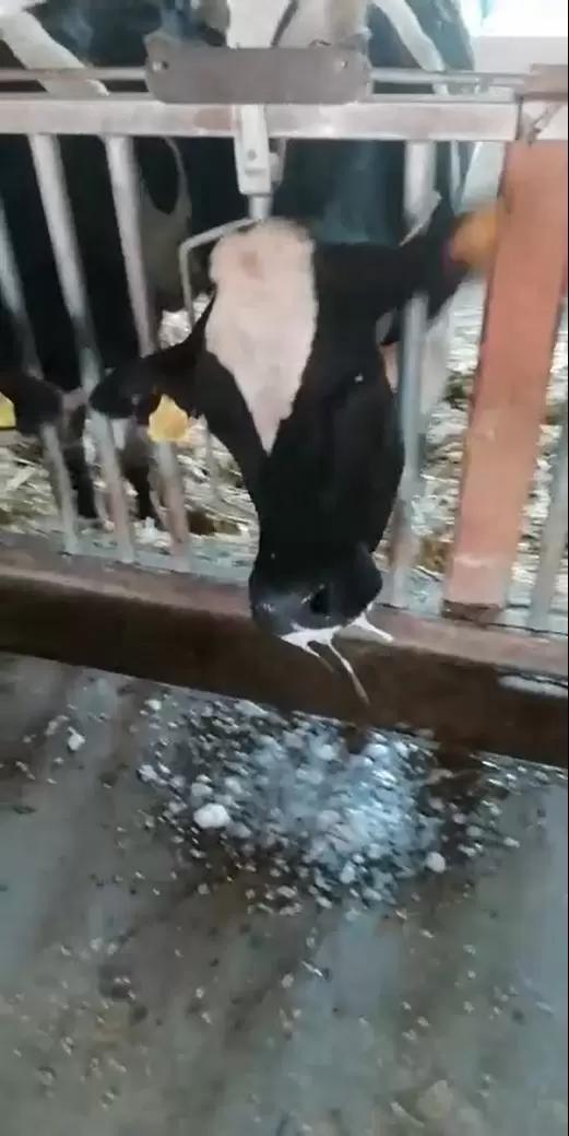 Вопросы из чатов: почему у коровы идет пеня изо рта? 