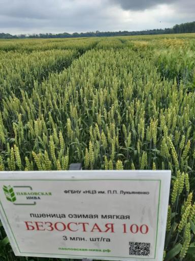 Безостая 100