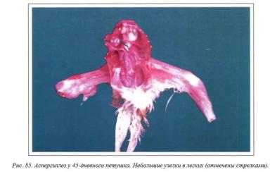 Вегад - Атлас болезней птицы. Ч. 16. Аспегиллез