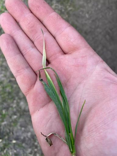 Чего не хватает озимой пшенице?