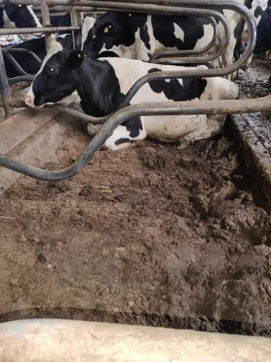 К чему может привести неправильная организация работы с песком для коров.