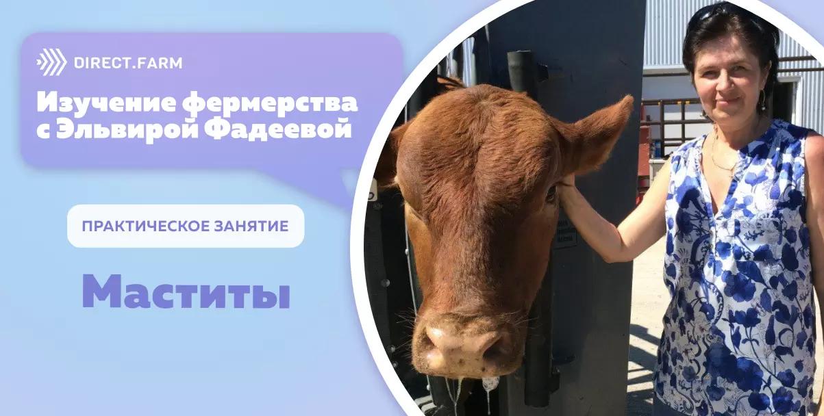 Изучение фермерства с Эльвирой Фадеевой. Практическое занятие №1. Маститы