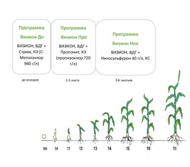 Новый взгляд на защиту кукурузы от компании ЮПЛ