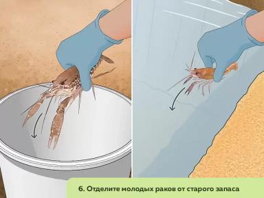 Как организовать ферму по разведению пресноводных раков. Часть 3