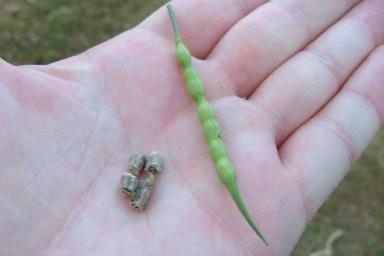 Очистка семян пшеницы от редьки дикой