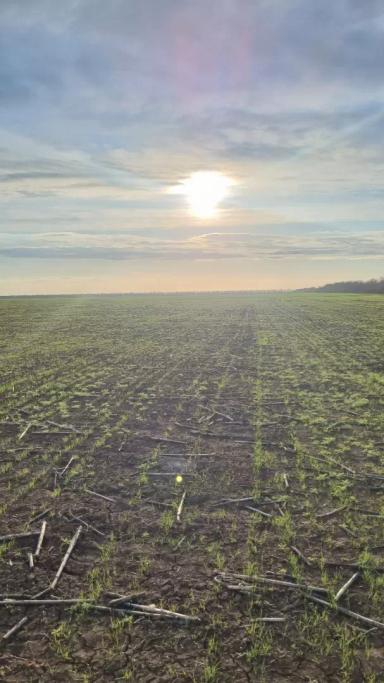Гром🌾 после евролайтинга🌻