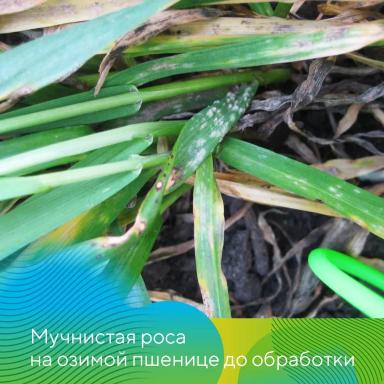 Вести с полей. Татарстан