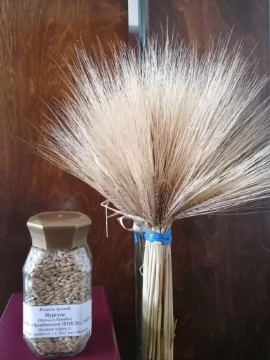 Нургуш (сорт ярового многорядного ячменя)