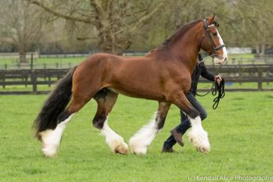 Клейдесдаль – порода лошадей 