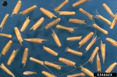 Эгилопс цилиндрический