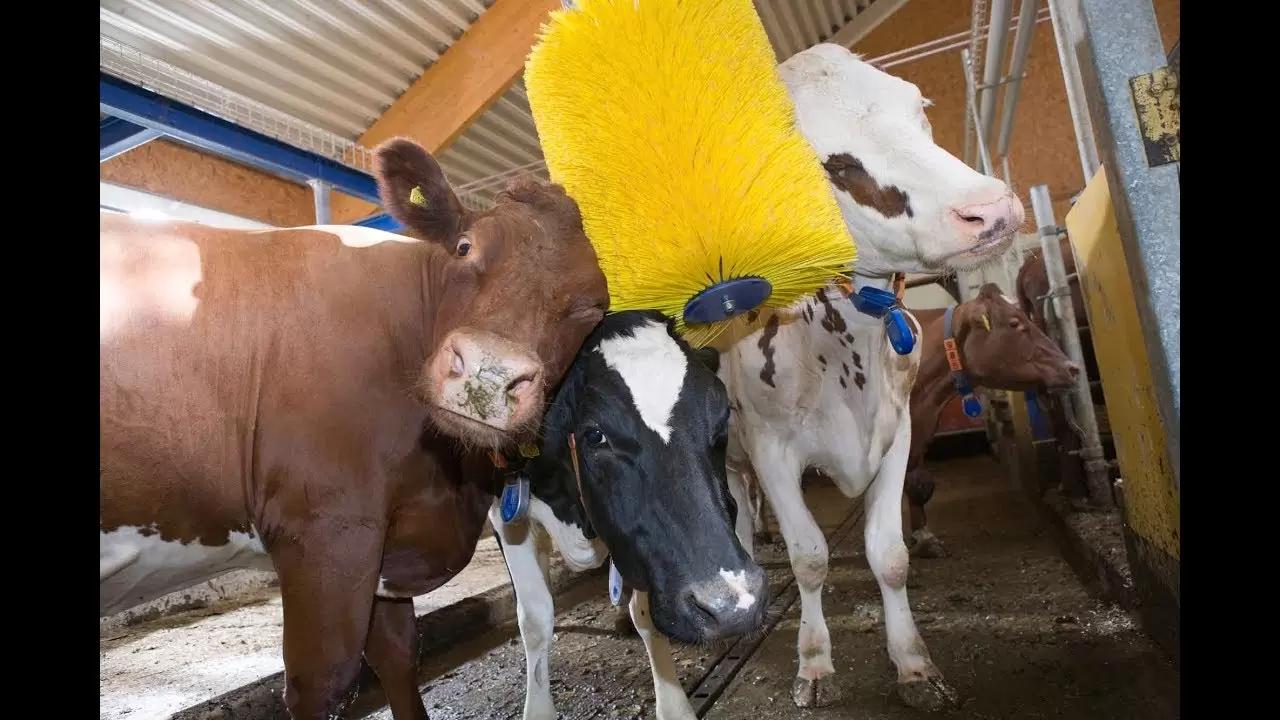 Чесалка для  вашего хозяйства