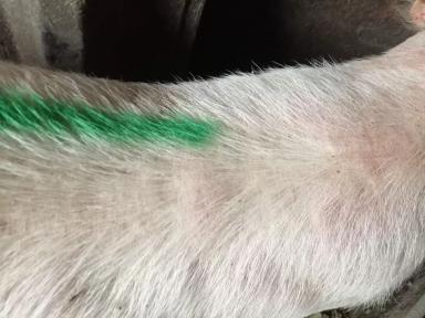 Вопросы из чатов: почему у свиньи появились пятна на коже?